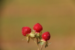 野果