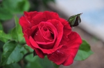 玫瑰花