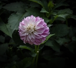 大丽花