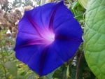 牵牛花 喇叭花