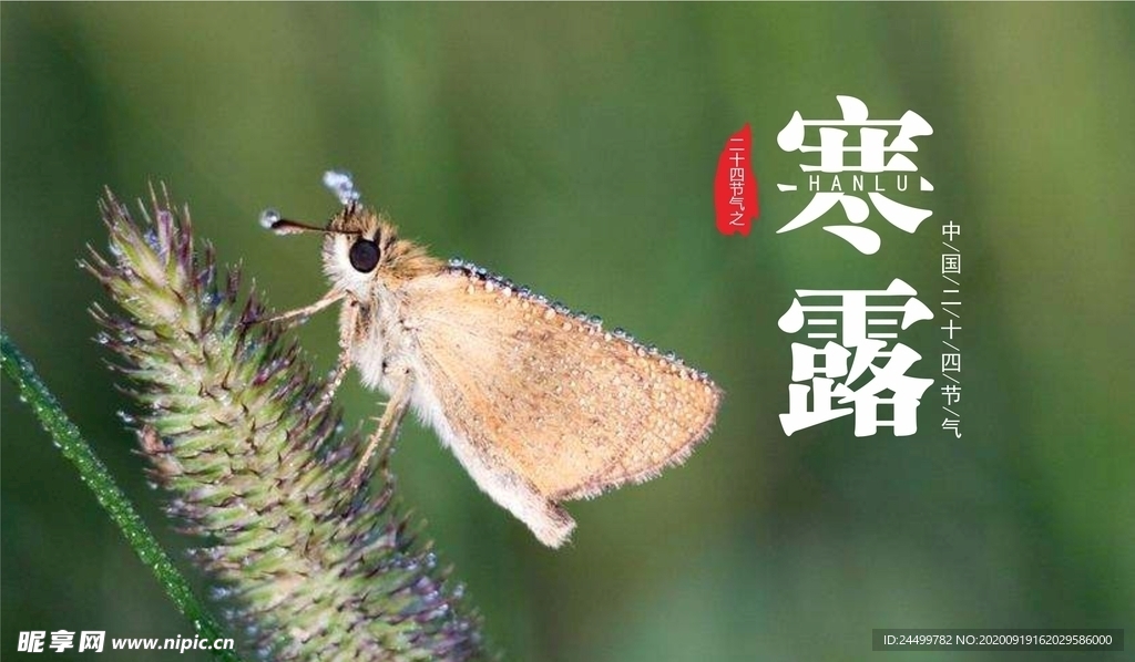 寒露