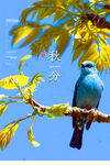 秋分
