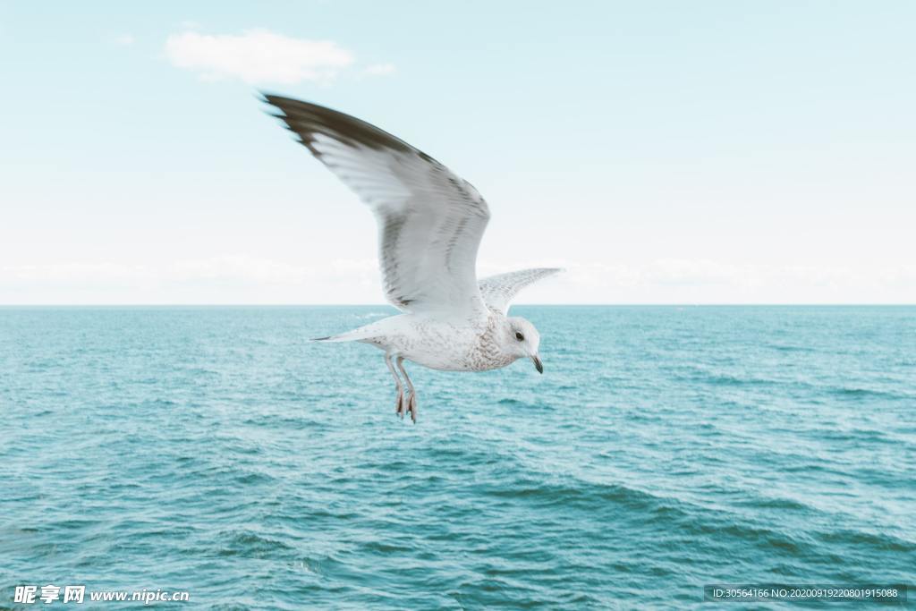 海洋海鸥自然生态背景素材