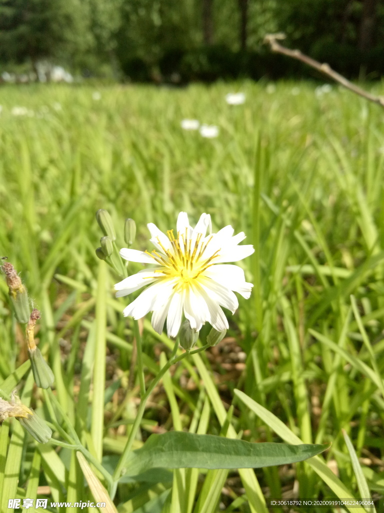 小雏菊