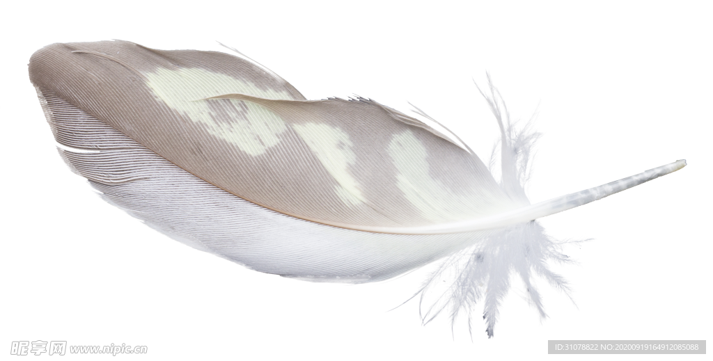 白色羽毛漂浮素材