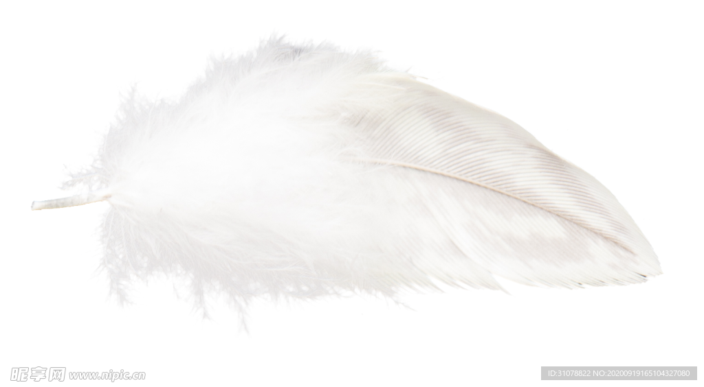 白色羽毛漂浮素材