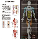 体态评估图表