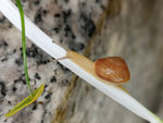 蜗牛