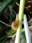 蜗牛