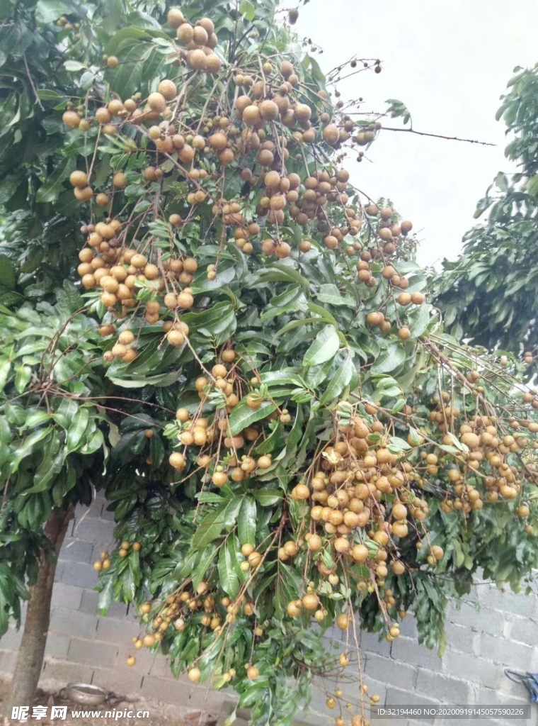 龙眼