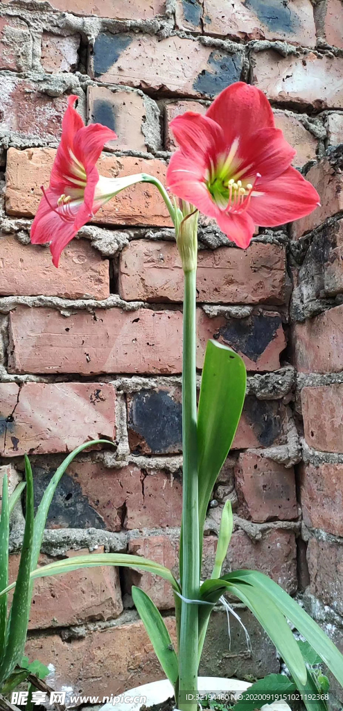 水仙花