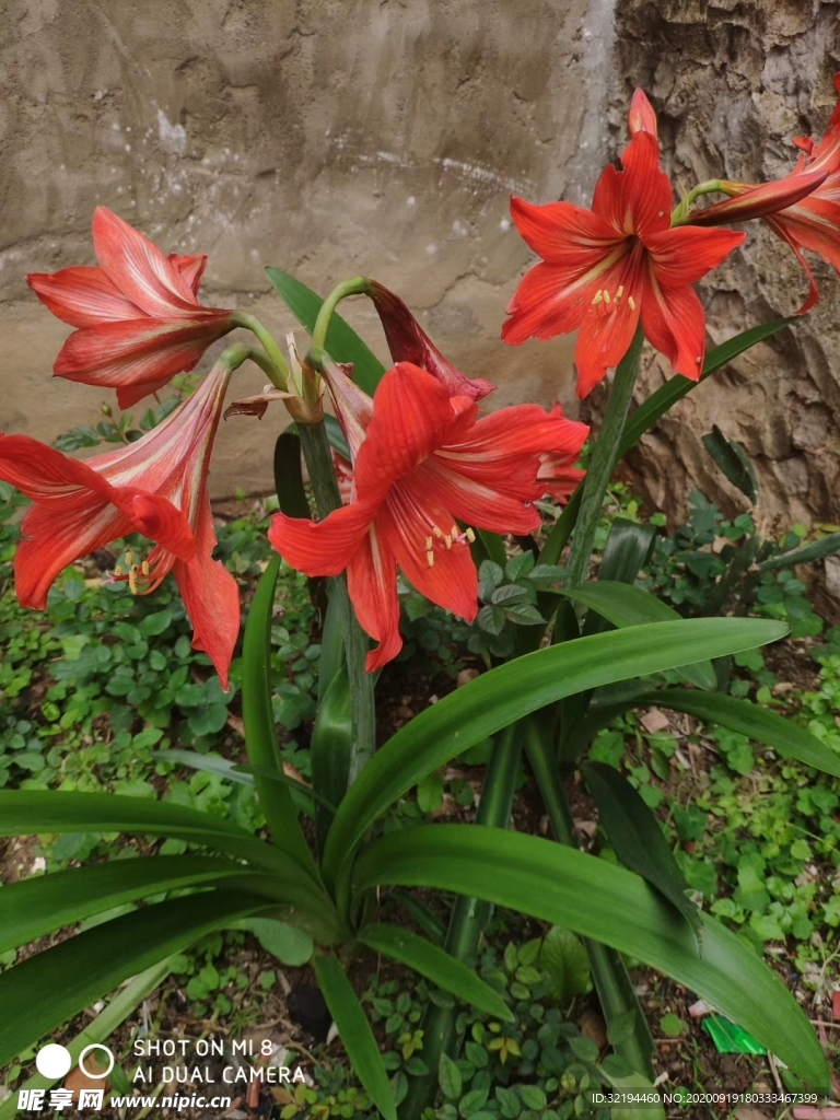 水仙花
