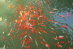 锦鲤