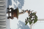 真柏盆景