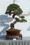 黑松盆景
