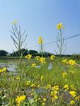 油菜花