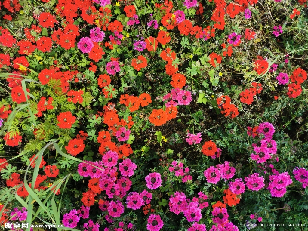 花坛