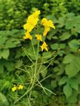 油菜花