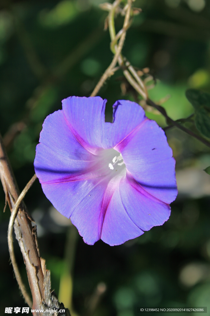 蓝色的牵牛花