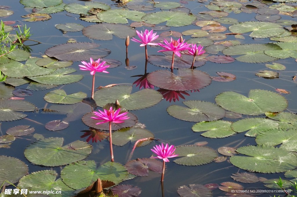 红莲花