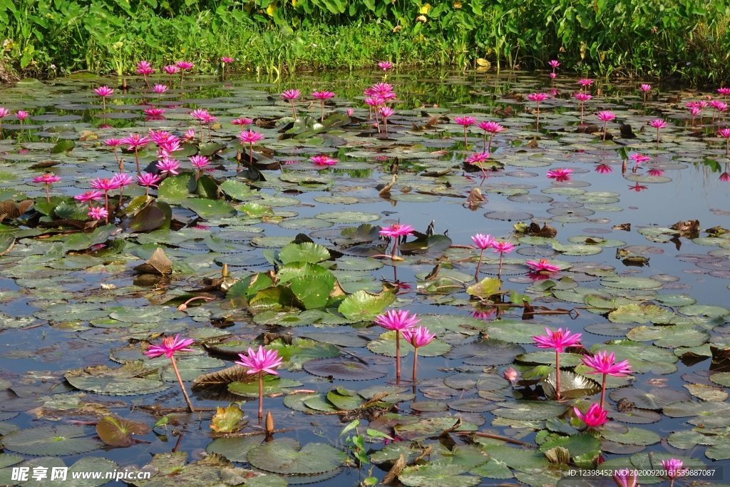 红莲花