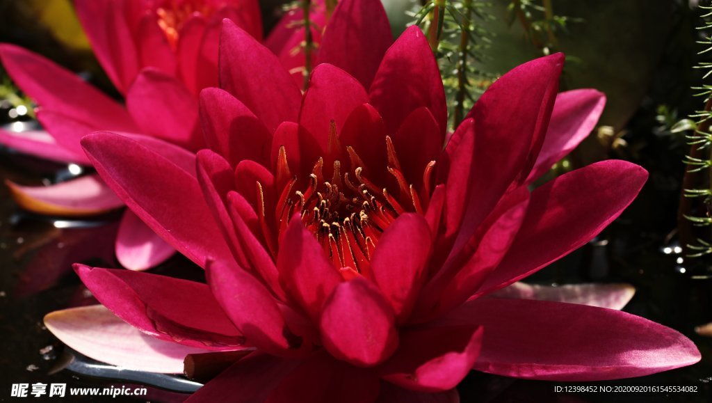 红莲花
