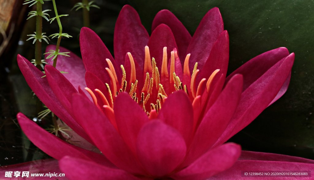 红莲花