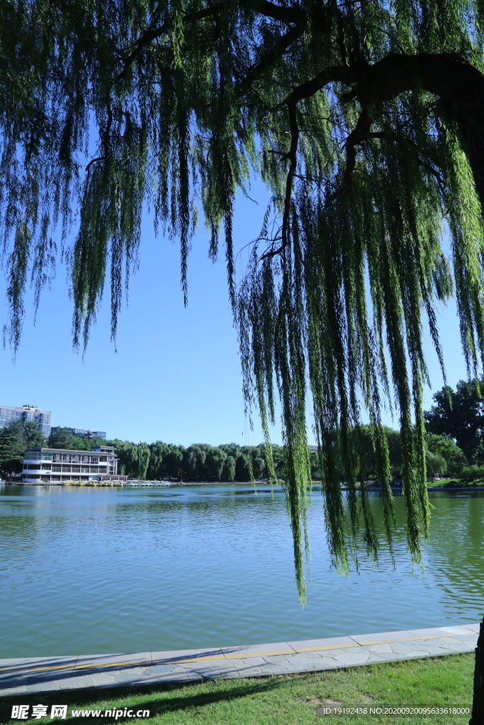垂柳风景