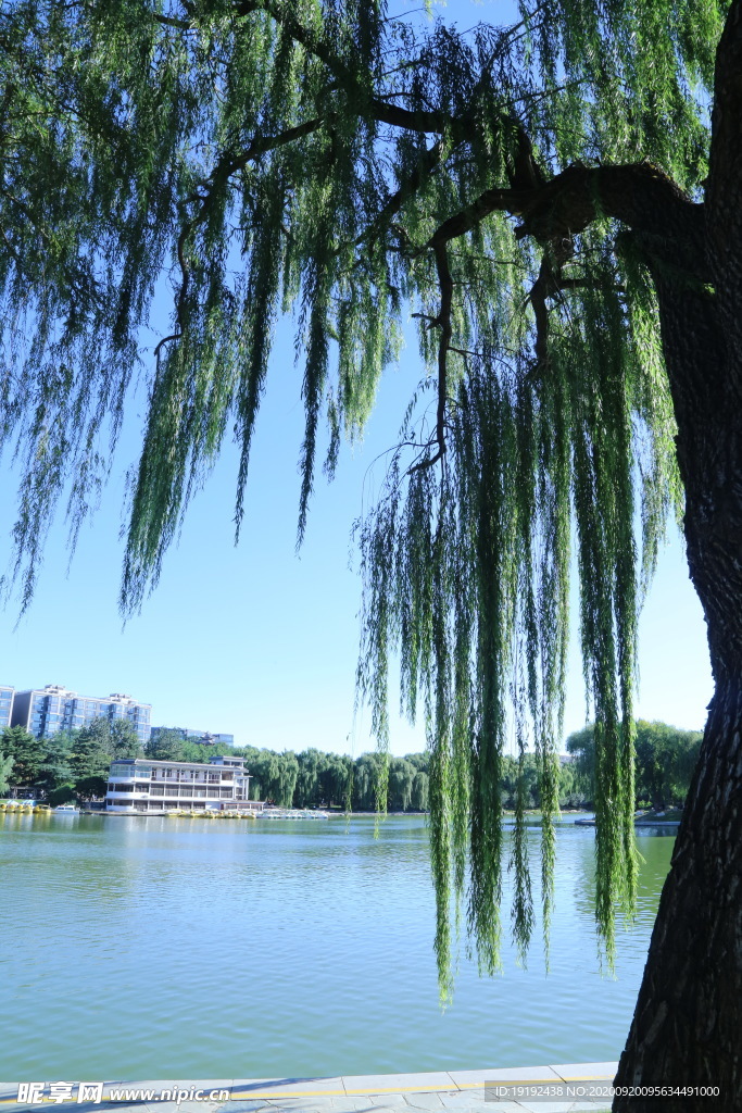 园林风景