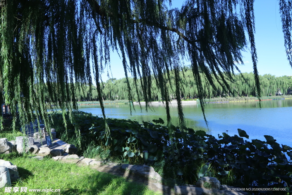 垂柳风景