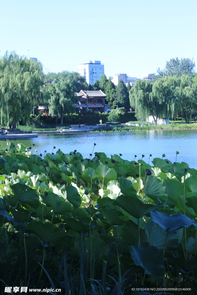 园林风景