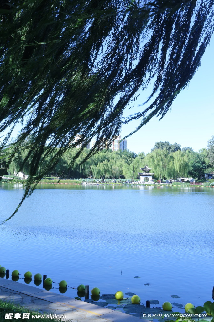 垂柳风景