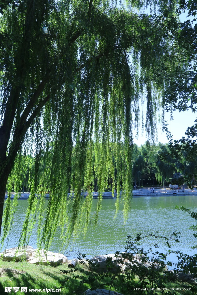 垂柳风景