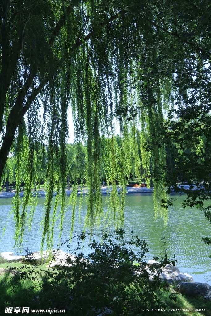 垂柳风景