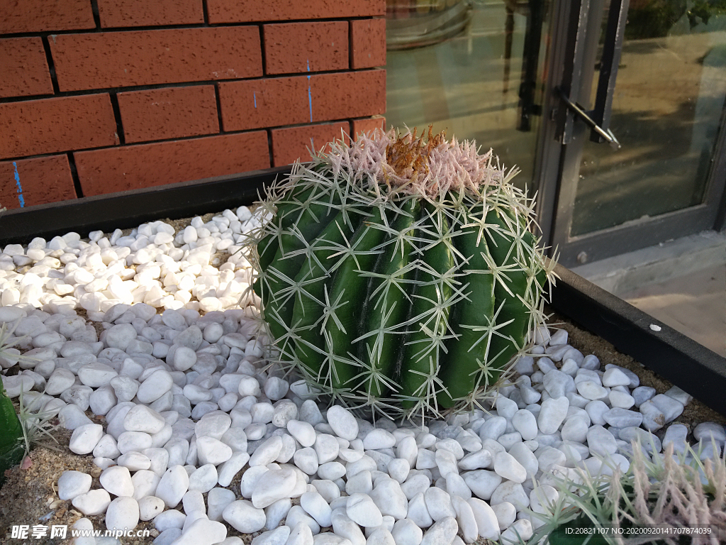仙人球