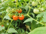 蔬菜红番茄