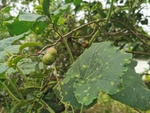油茶