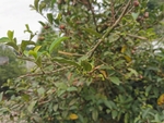 油茶