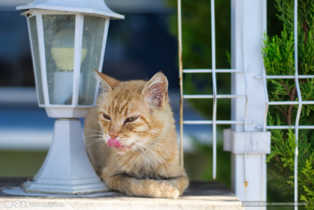 猫