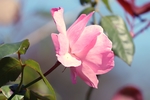玫瑰花