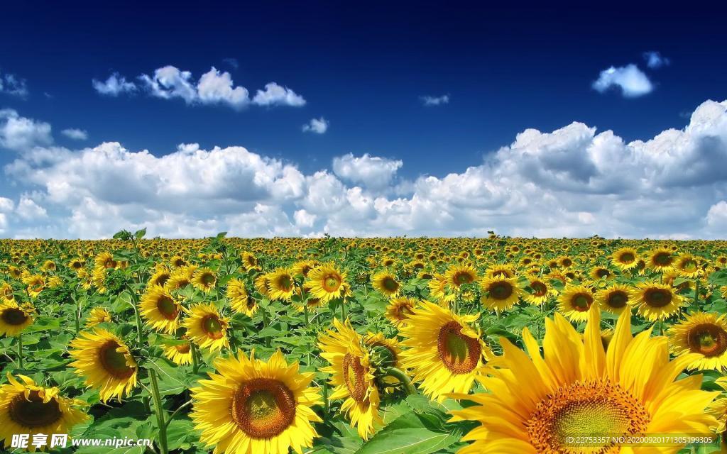 黄花