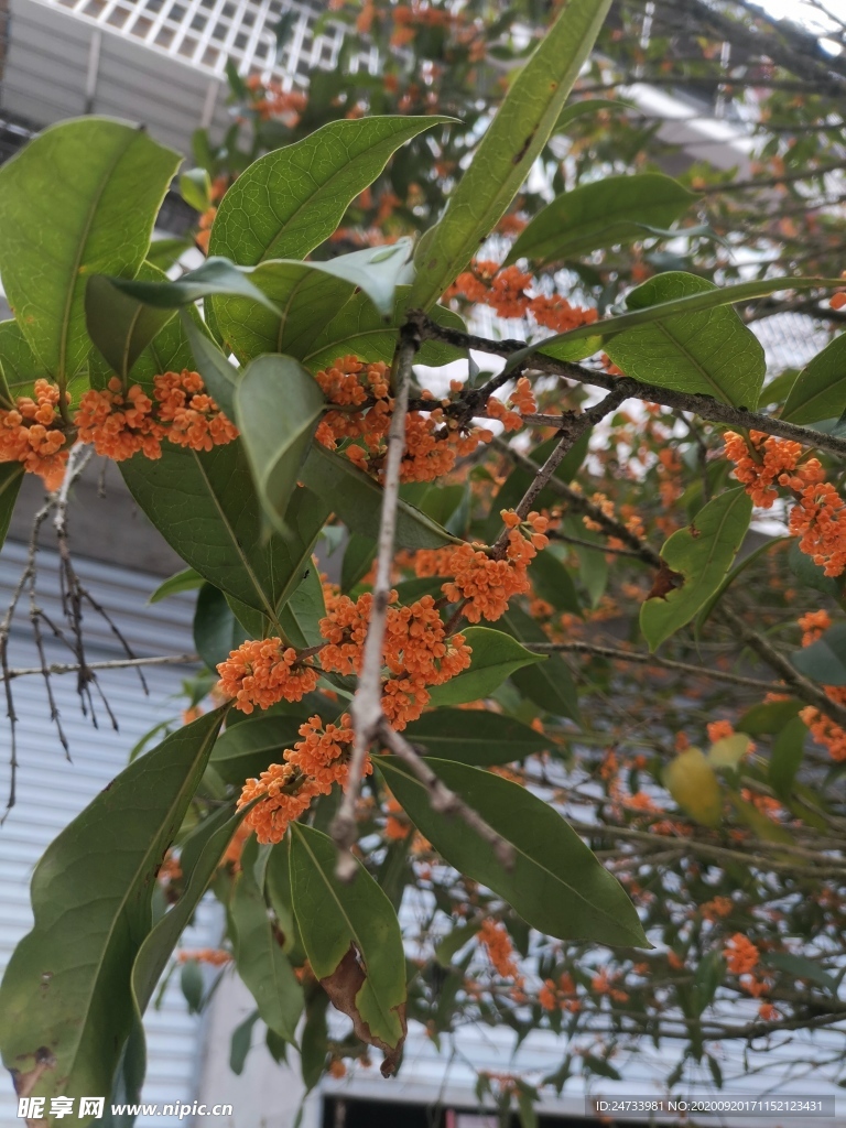 桂花金桂