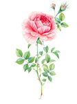 玫瑰花