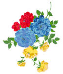 牡丹花