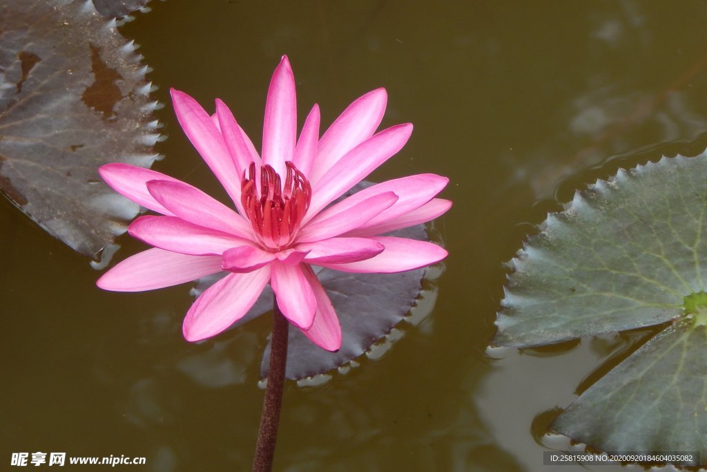 红莲花