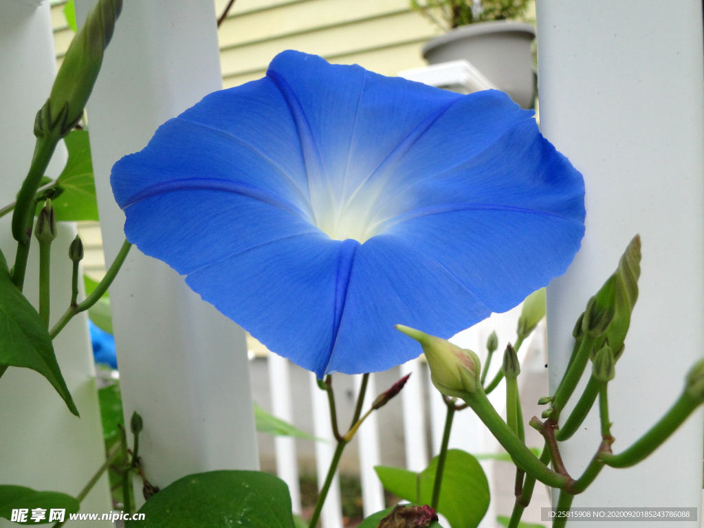 牵牛花
