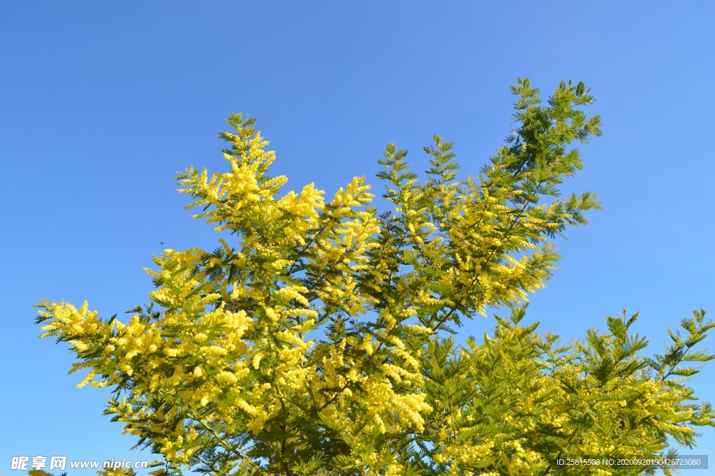 含羞草