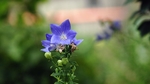 铃当花