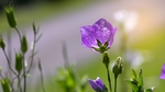 铃当花