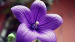 铃当花
